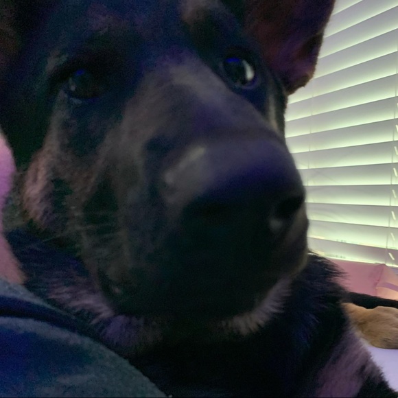 Meet your Posher, Mia - Picture 1 of 1